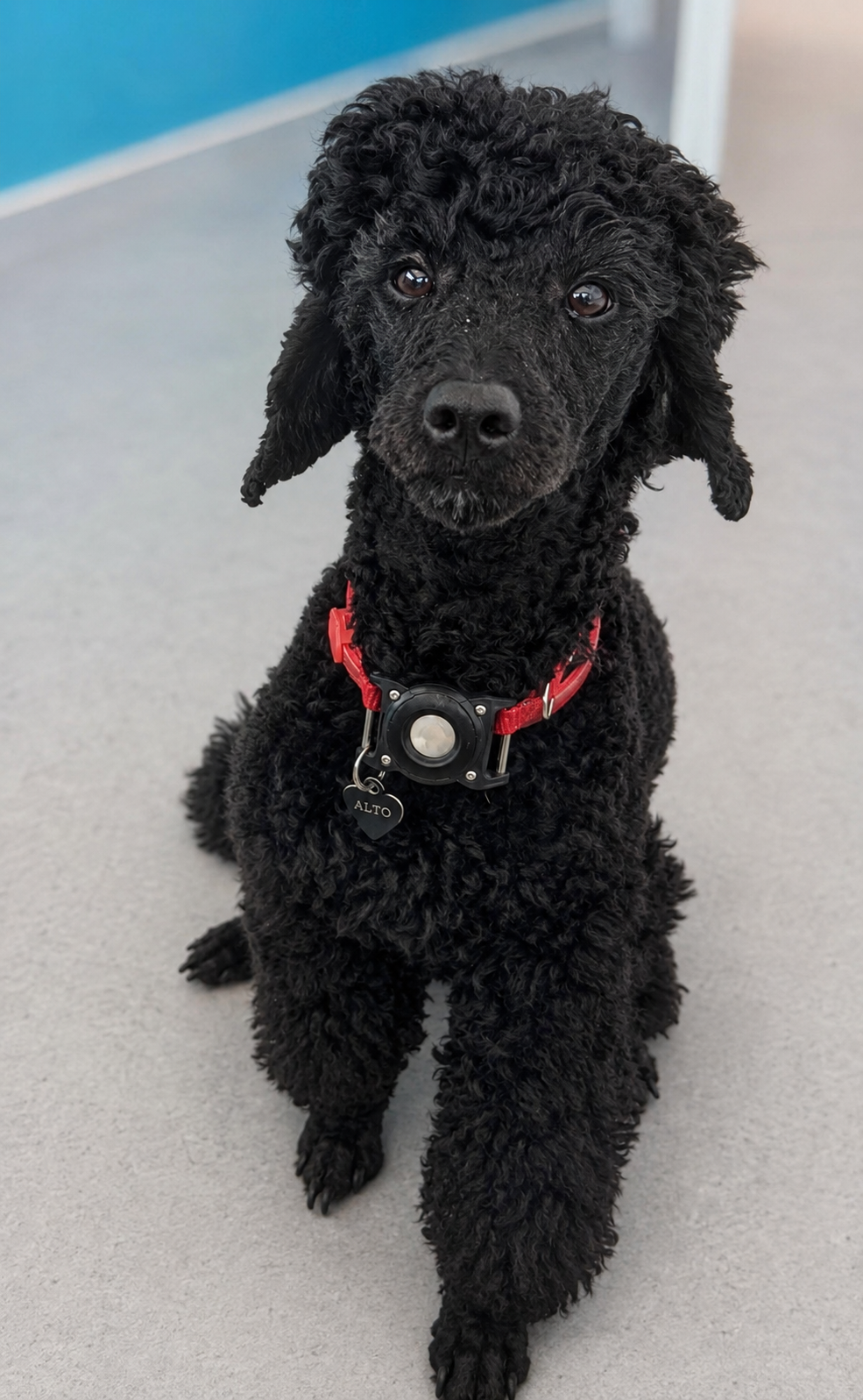 Alto, chien médiateur au cabinet de kinésithérapie